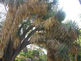 Yucca - The garden in summer