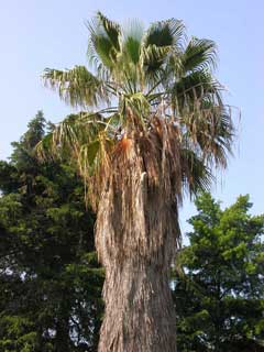 Palma - The garden in summer