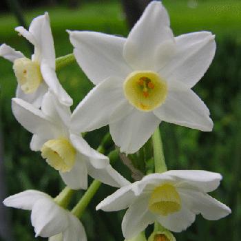 Narcissus sp