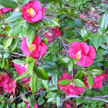 Camellia japonica 'Giulio Nuccio'