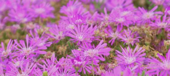 Drosanthemum hispidum
