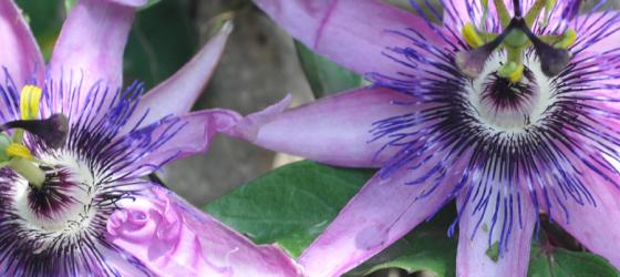 GBH_Passiflora_Amethist
