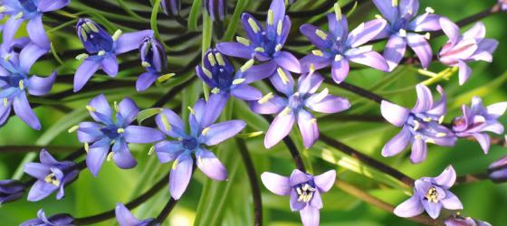 Scilla hughii - Giardini Botanici Hanbury
