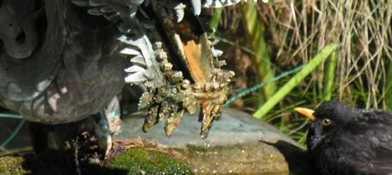 Fontana del Drago - Giardini Botanici Hanbury