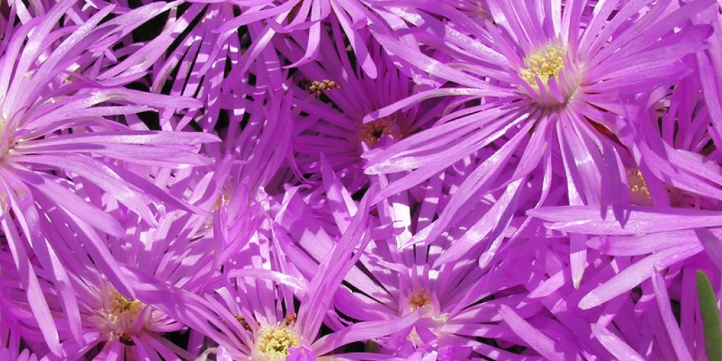 fioriture del mese - Giardini Botanici Hanbury 