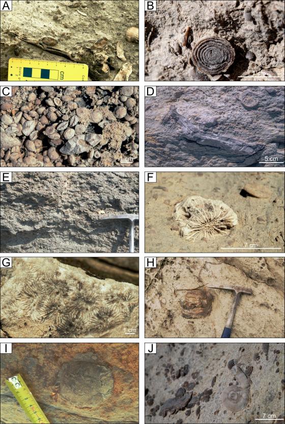 Giraldo-Gómez et al. FIGURE